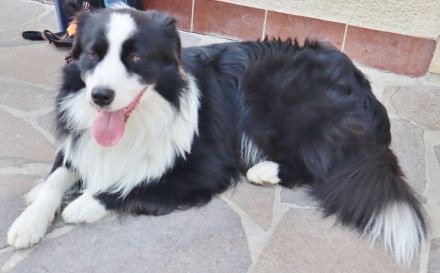 Australian Shepherd Deckrüde, ASCA, DNA VP, black bi (rf), FREI von Gendefekten