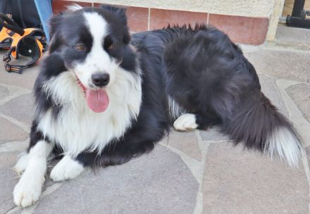 Australian Shepherd Deckrüde, ASCA, DNA VP, black bi (rf), FREI von Gendefekten