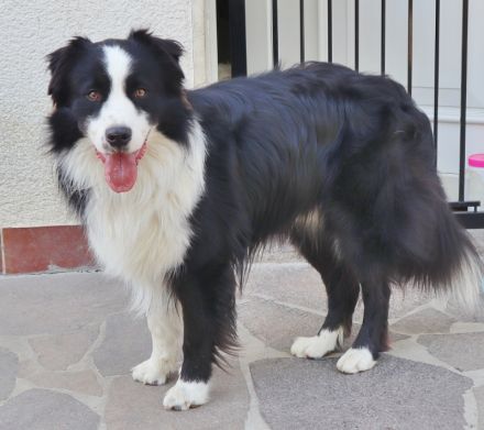 Australian Shepherd Deckrüde, ASCA, DNA VP, black bi (rf), FREI von Gendefekten
