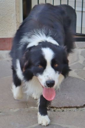 Australian Shepherd Deckrüde, ASCA, DNA VP, black bi (rf), FREI von Gendefekten