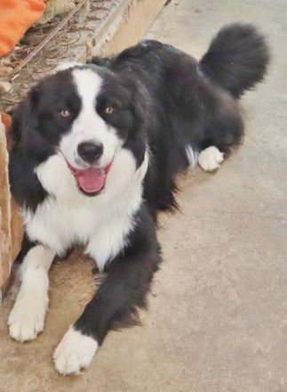 Australian Shepherd Deckrüde, ASCA, DNA VP, black bi (rf), FREI von Gendefekten