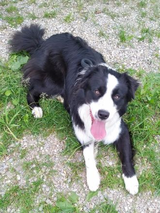 Australian Shepherd Deckrüde, ASCA, DNA VP, black bi (rf), FREI von Gendefekten