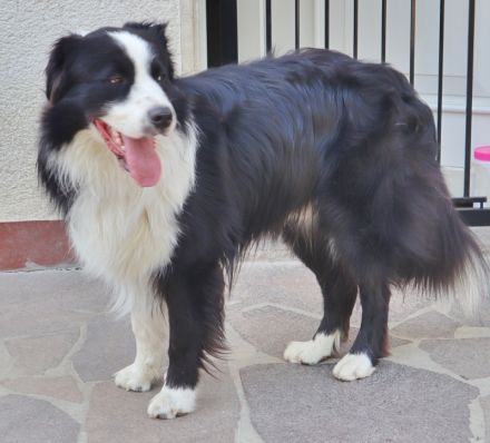 Australian Shepherd Deckrüde, ASCA, DNA VP, black bi (rf), FREI von Gendefekten