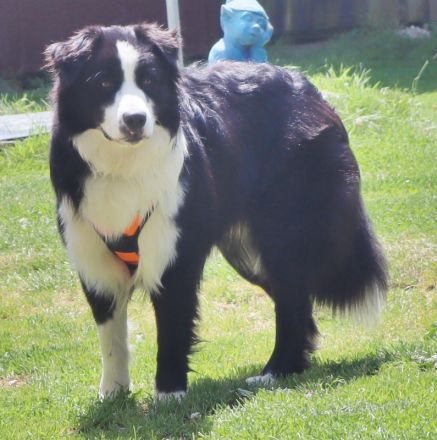 Australian Shepherd Deckrüde, ASCA, DNA VP, black bi (rf), FREI von Gendefekten