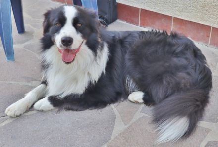 Australian Shepherd Deckrüde, ASCA, DNA VP, black bi (rf), FREI von Gendefekten