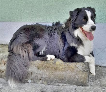 Australian Shepherd Deckrüde, ASCA, DNA VP, black bi (rf), FREI von Gendefekten