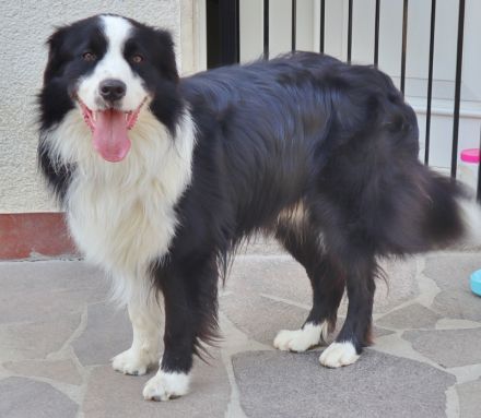 Australian Shepherd Deckrüde, ASCA, DNA VP, black bi (rf), FREI von Gendefekten