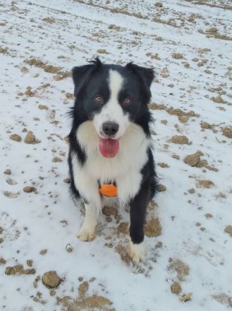 Australian Shepherd Deckrüde, ASCA, DNA VP, black bi (rf), FREI von Gendefekten