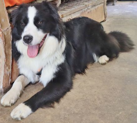 Australian Shepherd Deckrüde, ASCA, DNA VP, black bi (rf), FREI von Gendefekten