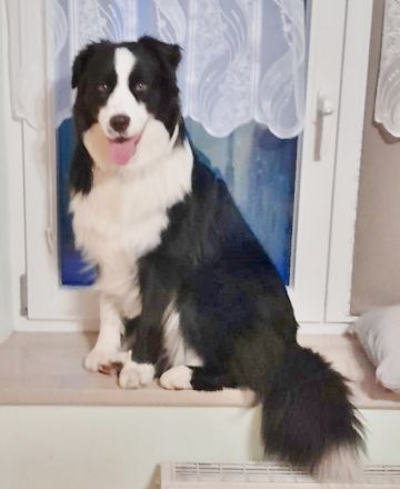 Australian Shepherd Deckrüde, ASCA, DNA VP, black bi (rf), FREI von Gendefekten