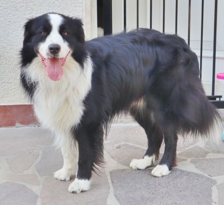 Australian Shepherd Deckrüde, ASCA, DNA VP, black bi (rf), FREI von Gendefekten