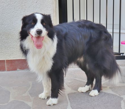 Australian Shepherd Deckrüde, ASCA, DNA VP, black bi (rf), FREI von Gendefekten