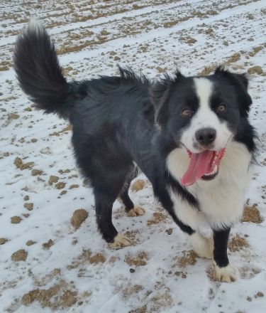 Australian Shepherd Deckrüde, ASCA, DNA VP, black bi (rf), FREI von Gendefekten