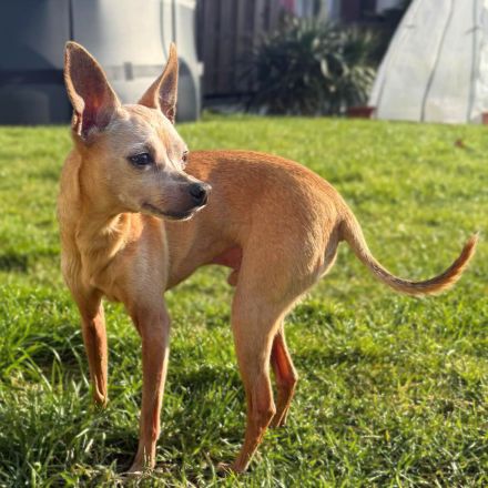 Mogli in 51503 Rösrath sucht sein Für-immer-Zuhause