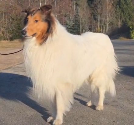 Collie Deckrüde langhaar amerik. CHW ohne Spots