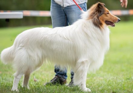 Collie Deckrüde langhaar amerik. CHW ohne Spots
