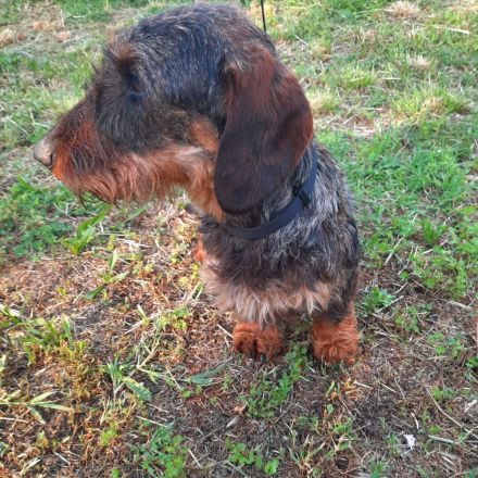 Dackel männlicher Hund