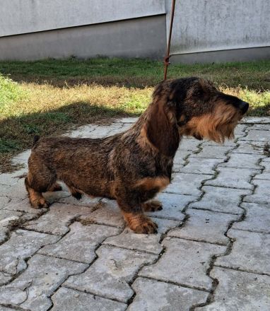 1,5 Jahre alter Dackel