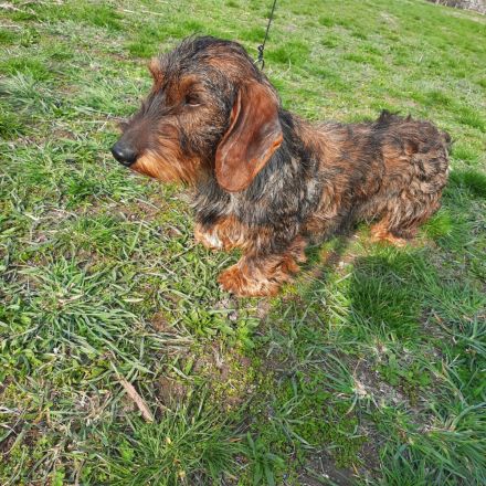 1,5 Jahre alter Dackel