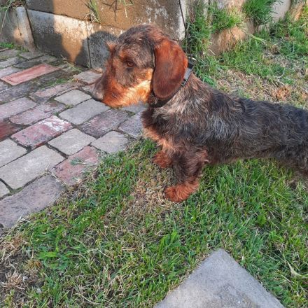 Dackel männlicher Hund