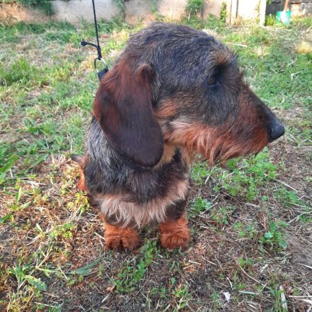 Dackel männlicher Hund