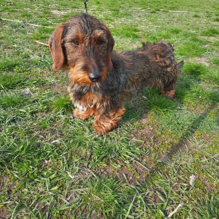 1,5 Jahre alter Dackel