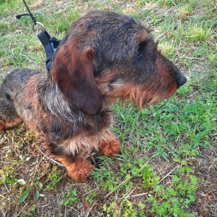 Dackel männlicher Hund