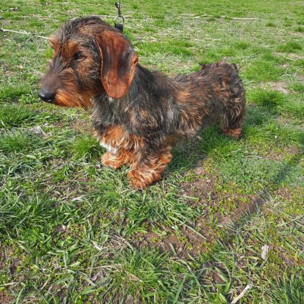 1,5 Jahre alter Dackel