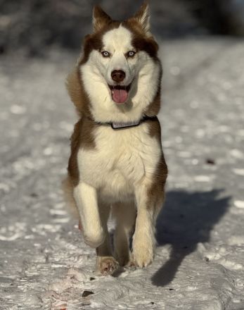 Welpen Shiba Husky