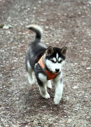 Welpen Shiba Husky