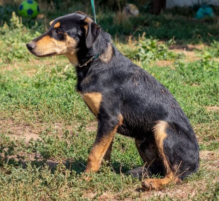 Balu, sucht ein tolles Zuhause mit viel Aktivität