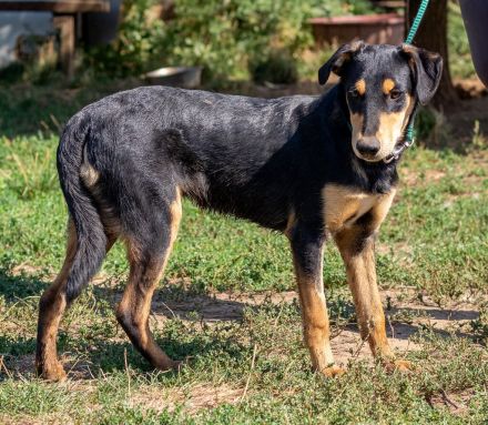Balu, sucht ein tolles Zuhause mit viel Aktivität
