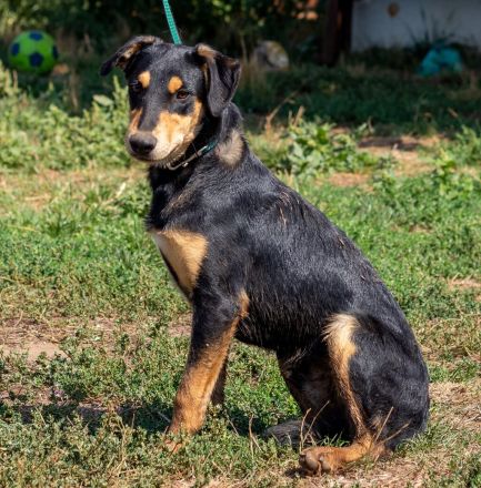 Balu, sucht ein tolles Zuhause mit viel Aktivität
