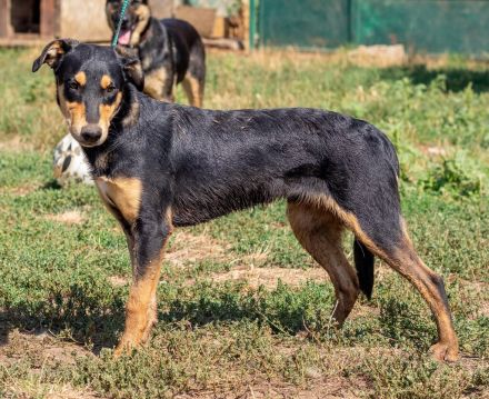 Balu, sucht ein tolles Zuhause mit viel Aktivität