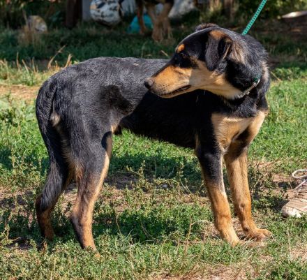 Balu, sucht ein tolles Zuhause mit viel Aktivität