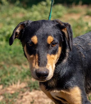 Balu, sucht ein tolles Zuhause mit viel Aktivität