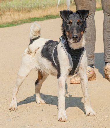 Bolt, der kleine Foxterrier-Mix mit Pfeffer im Hintern