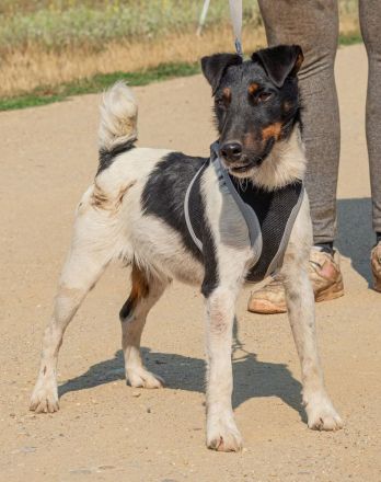 Bolt, der kleine Foxterrier-Mix mit Pfeffer im Hintern