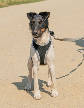Bolt, der kleine Foxterrier-Mix mit Pfeffer im Hintern