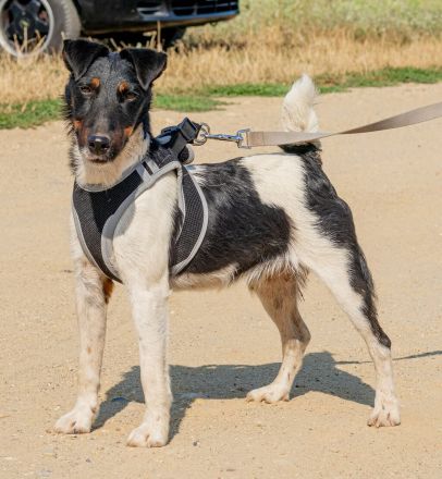 Bolt, der kleine Foxterrier-Mix mit Pfeffer im Hintern