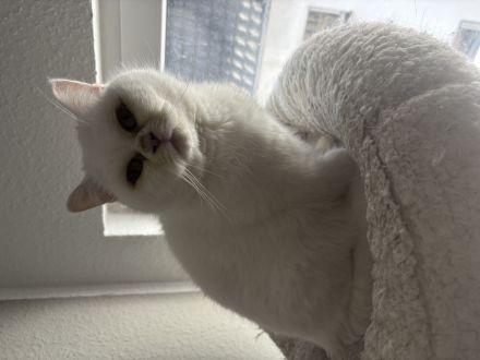 2 Britisch Kurzhaar Kater
