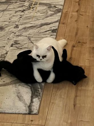 2 Britisch Kurzhaar Kater