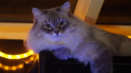 Neva Masquarade, reinrassiger Deckkater Leo-Mars mit Stammbaum.