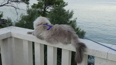 Neva Masquarade, reinrassiger Deckkater Leo-Mars mit Stammbaum.