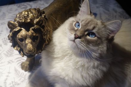 Neva Masquarade, reinrassiger Deckkater Leo-Mars mit Stammbaum.