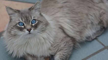 Neva Masquarade, reinrassiger Deckkater Leo-Mars mit Stammbaum.