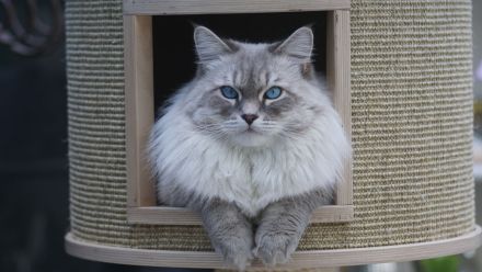 Neva Masquarade, reinrassiger Deckkater Leo-Mars mit Stammbaum.