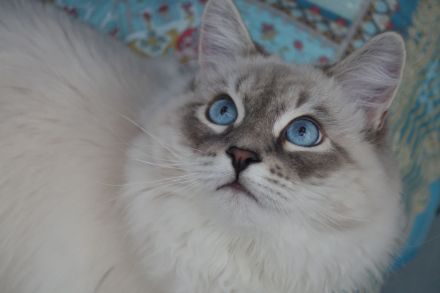 Neva Masquarade, reinrassiger Deckkater Leo-Mars mit Stammbaum.