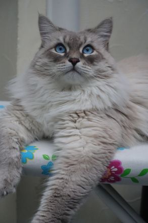 Neva Masquarade, reinrassiger Deckkater Leo-Mars mit Stammbaum.