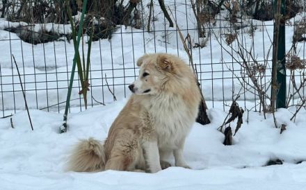 Sanfter Flauschbär Sammy sucht gemütliches Zuhause